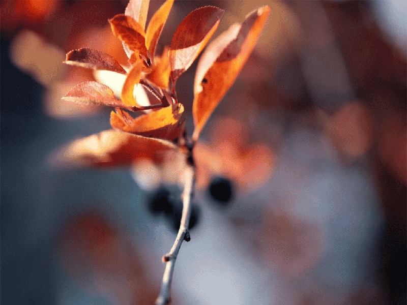 西安厄立特里亚试管（试管失败了怎么减肥）