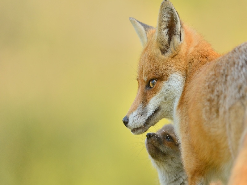 试管促排卵好吗（试管降调多少量）——