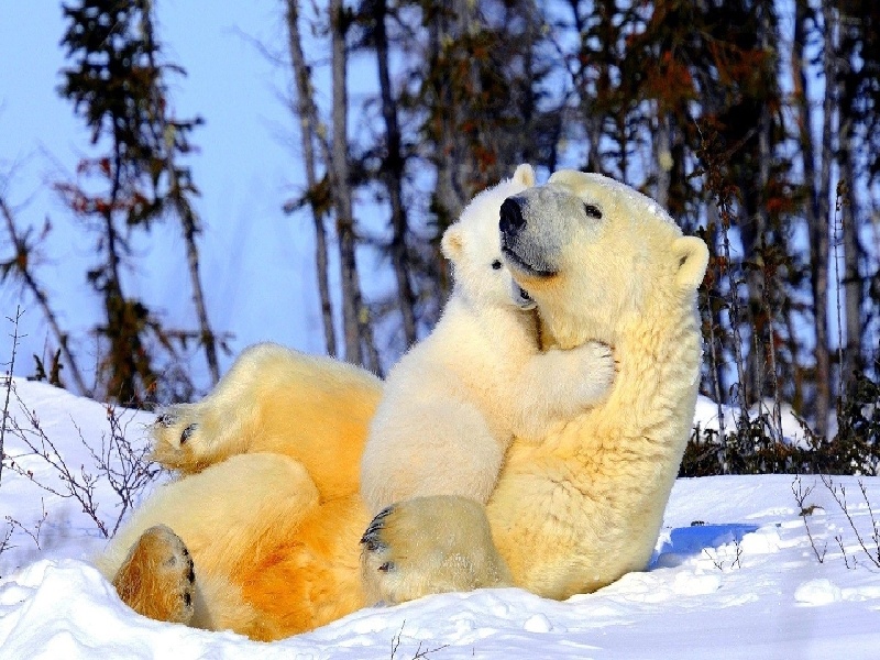 西安最靠谱的代生,代生咨询：在西安公立医院可